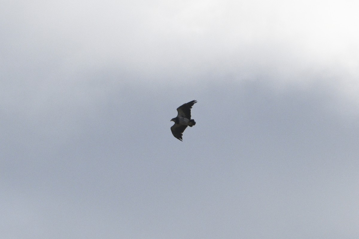 Black-chested Buzzard-Eagle - ML615051507