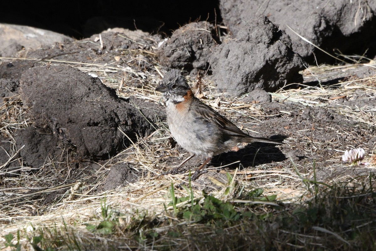 Rufous-collared Sparrow - ML615051527