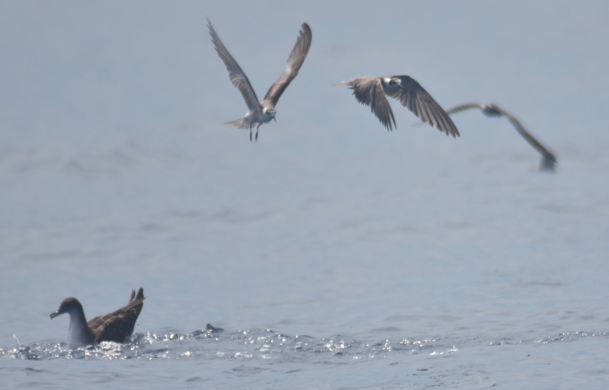Puffin des Galapagos - ML615051543