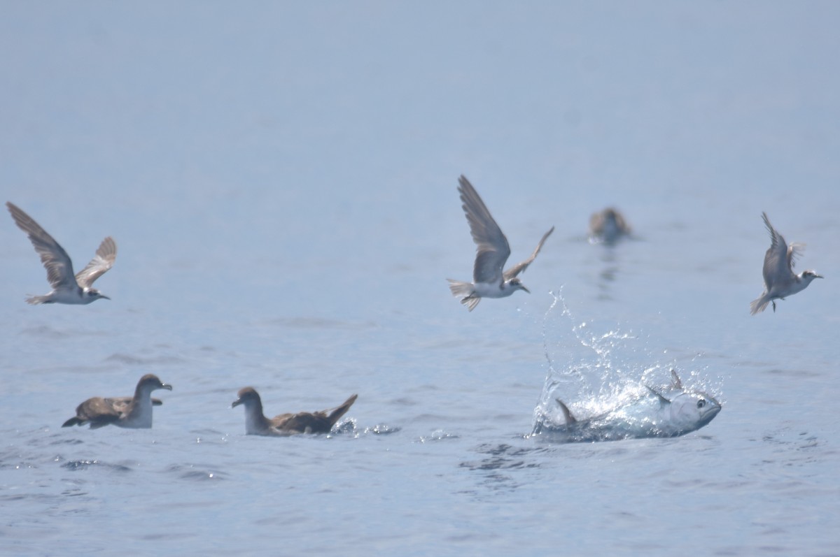 Puffin des Galapagos - ML615051544