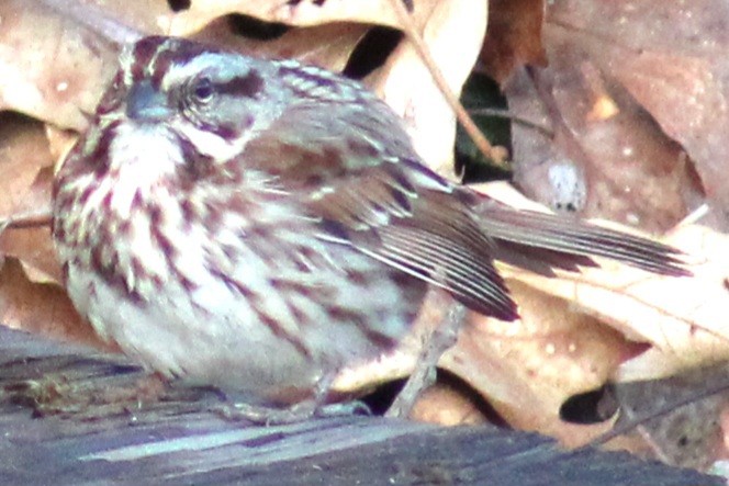 Song Sparrow (melodia/atlantica) - ML615051621