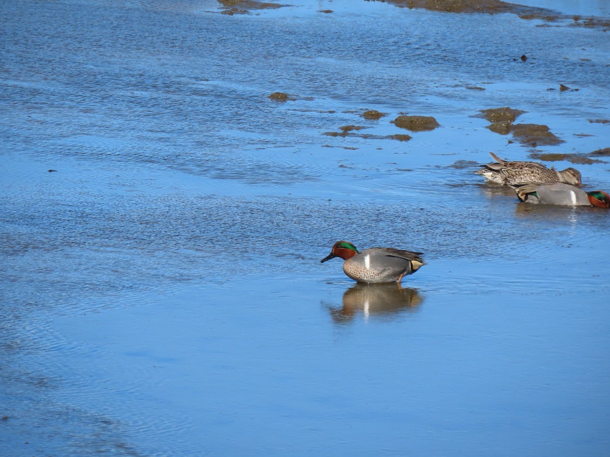 Green-winged Teal - ML615051646