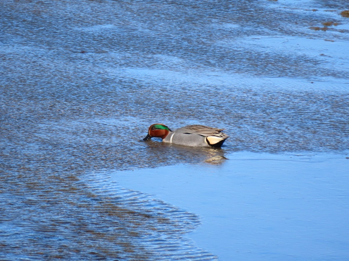 Green-winged Teal - ML615051648