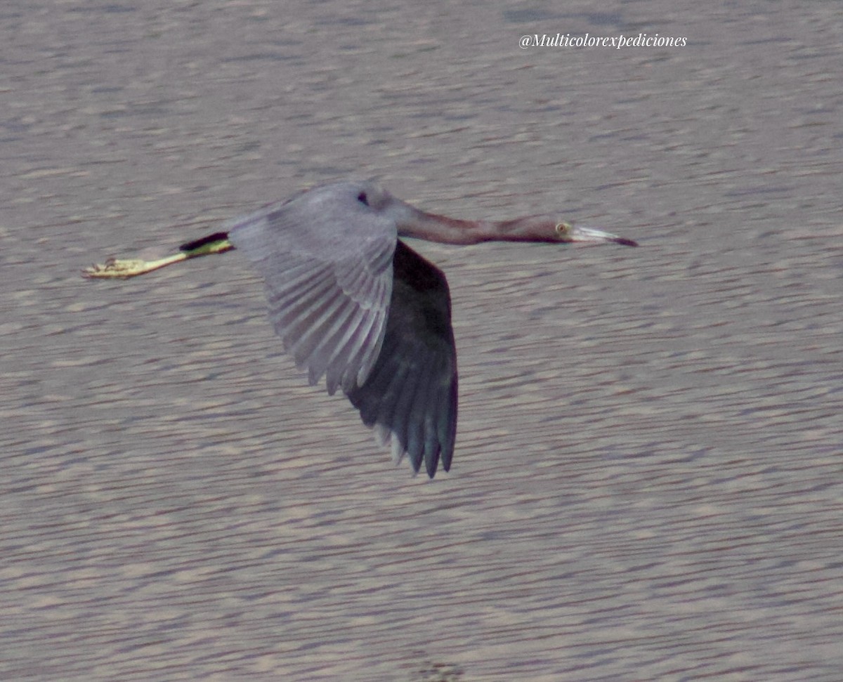 Little Blue Heron - Jorge Vallejo