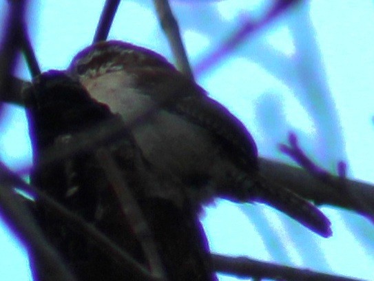 Carolina Wren - ML615051670