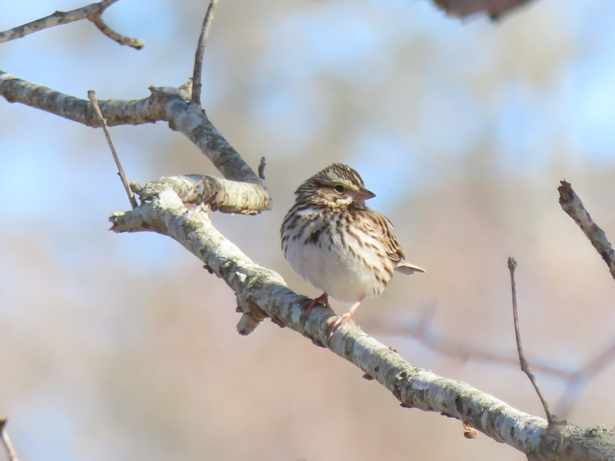Savannah Sparrow - ML615051676