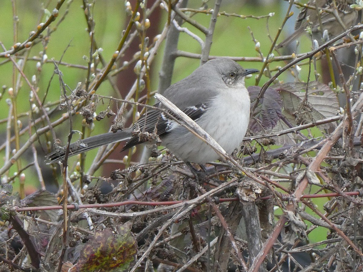 Northern Mockingbird - Robert Keiffer