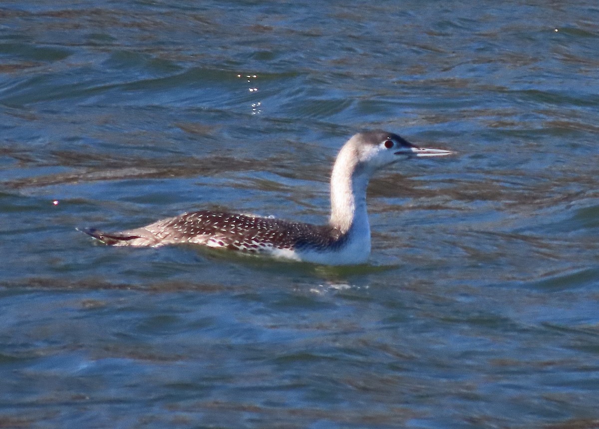 Red-throated Loon - Hilda Livingstone