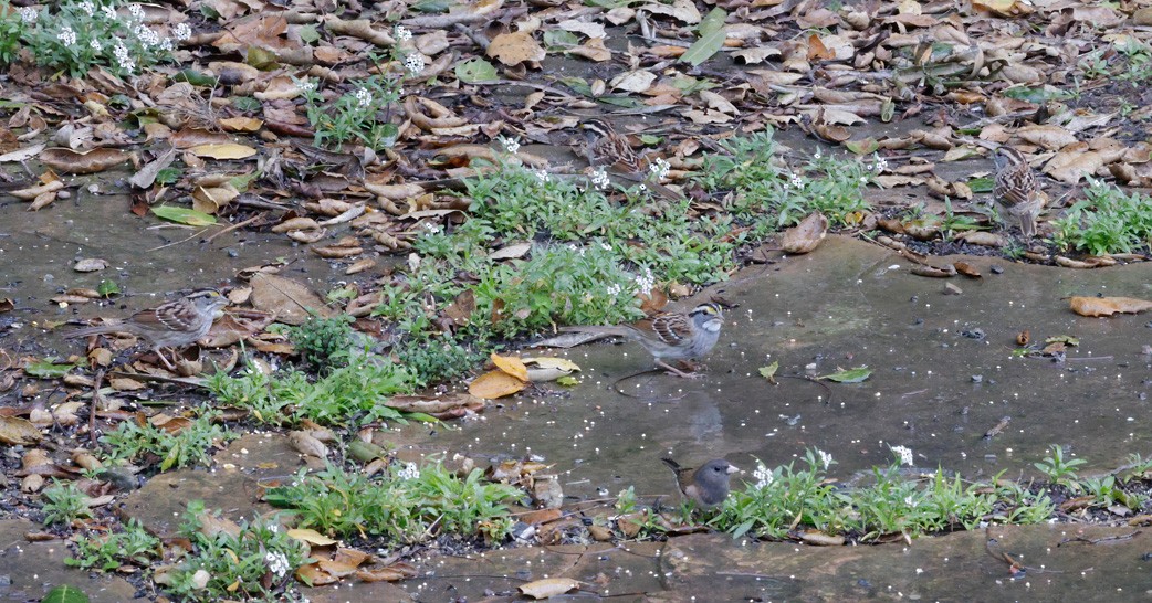 White-throated Sparrow - ML615051736