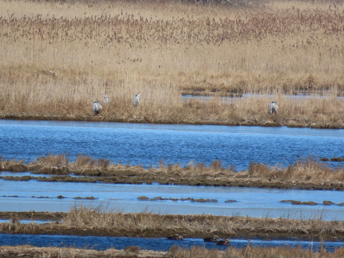 Great Blue Heron - ML615051737