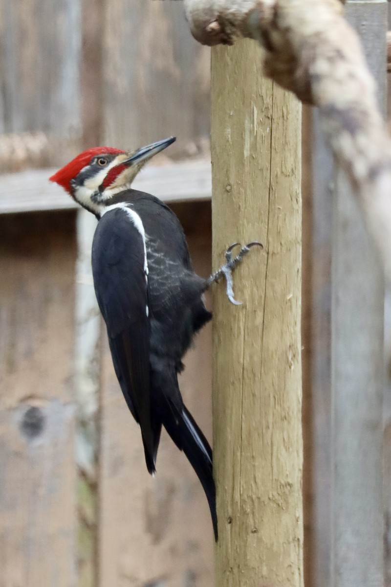 Pileated Woodpecker - ML615051753