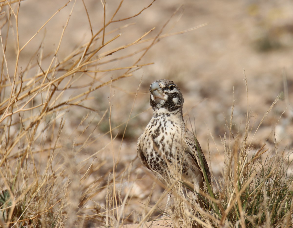 Thick-billed Lark - משה נאמן