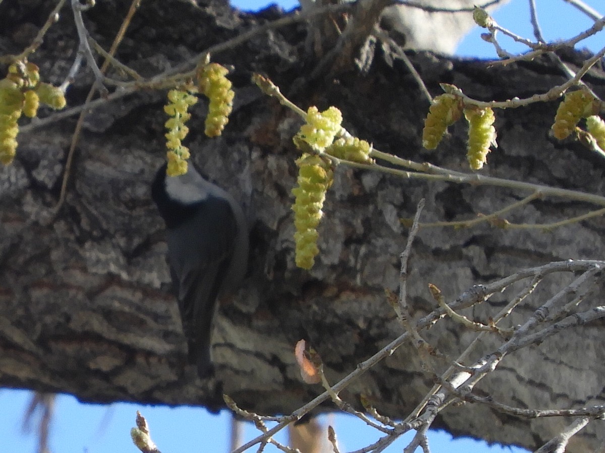 White-breasted Nuthatch - Rémy Poulin