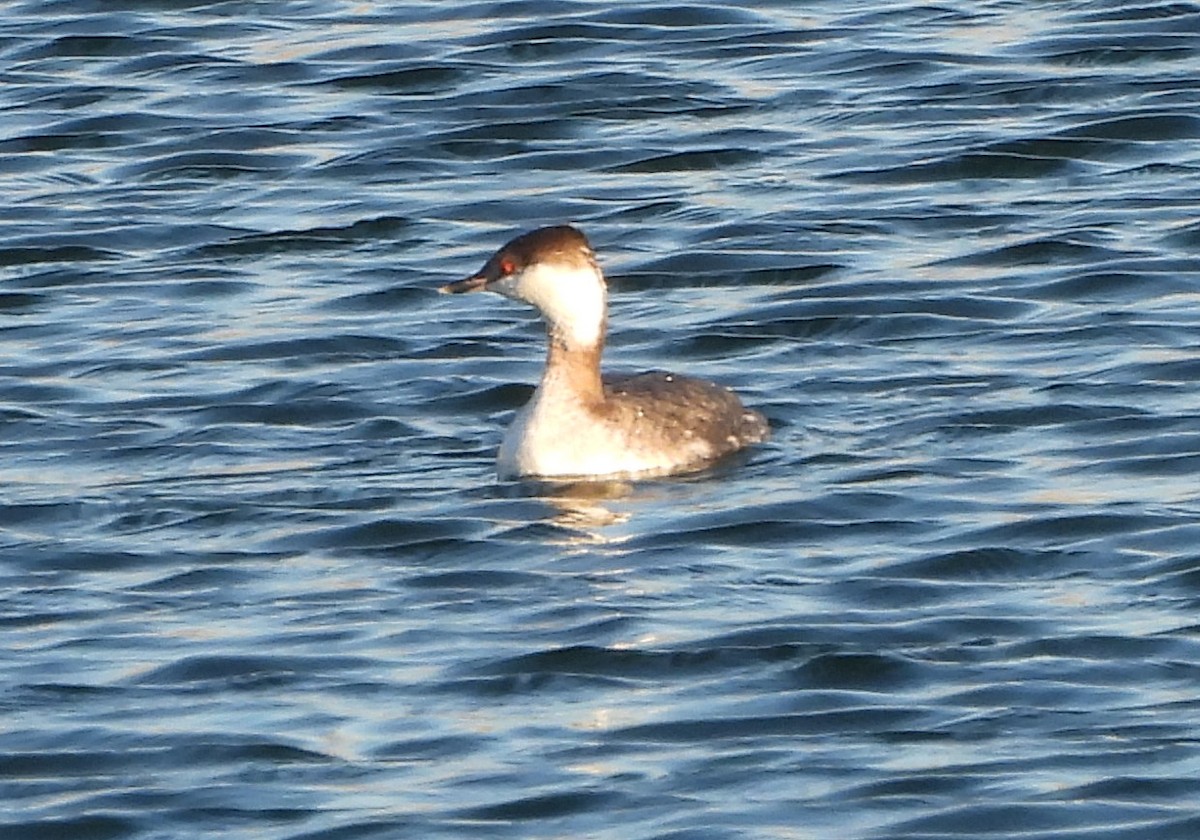 Horned Grebe - ML615051903