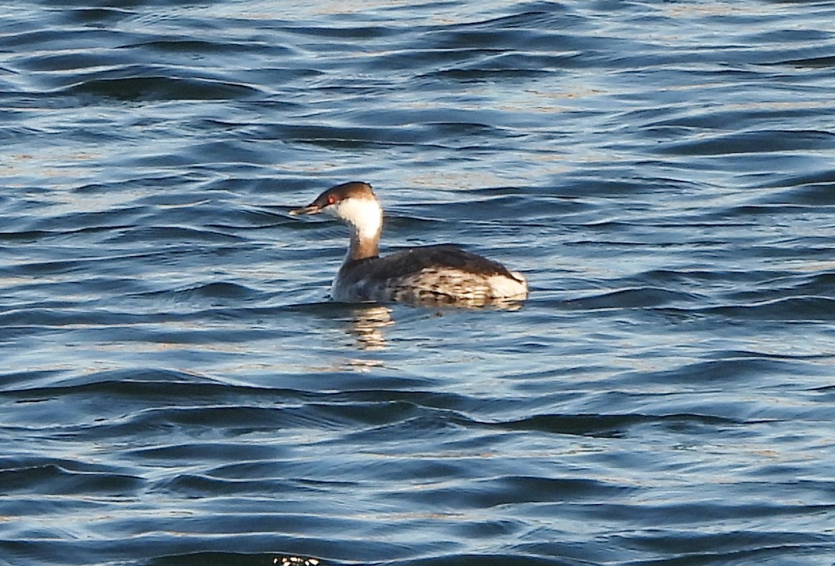 Horned Grebe - ML615051911