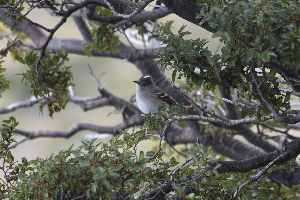 White-crested Elaenia - Mark Golan