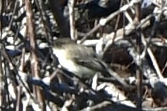 Eastern Phoebe - Mary Walsh