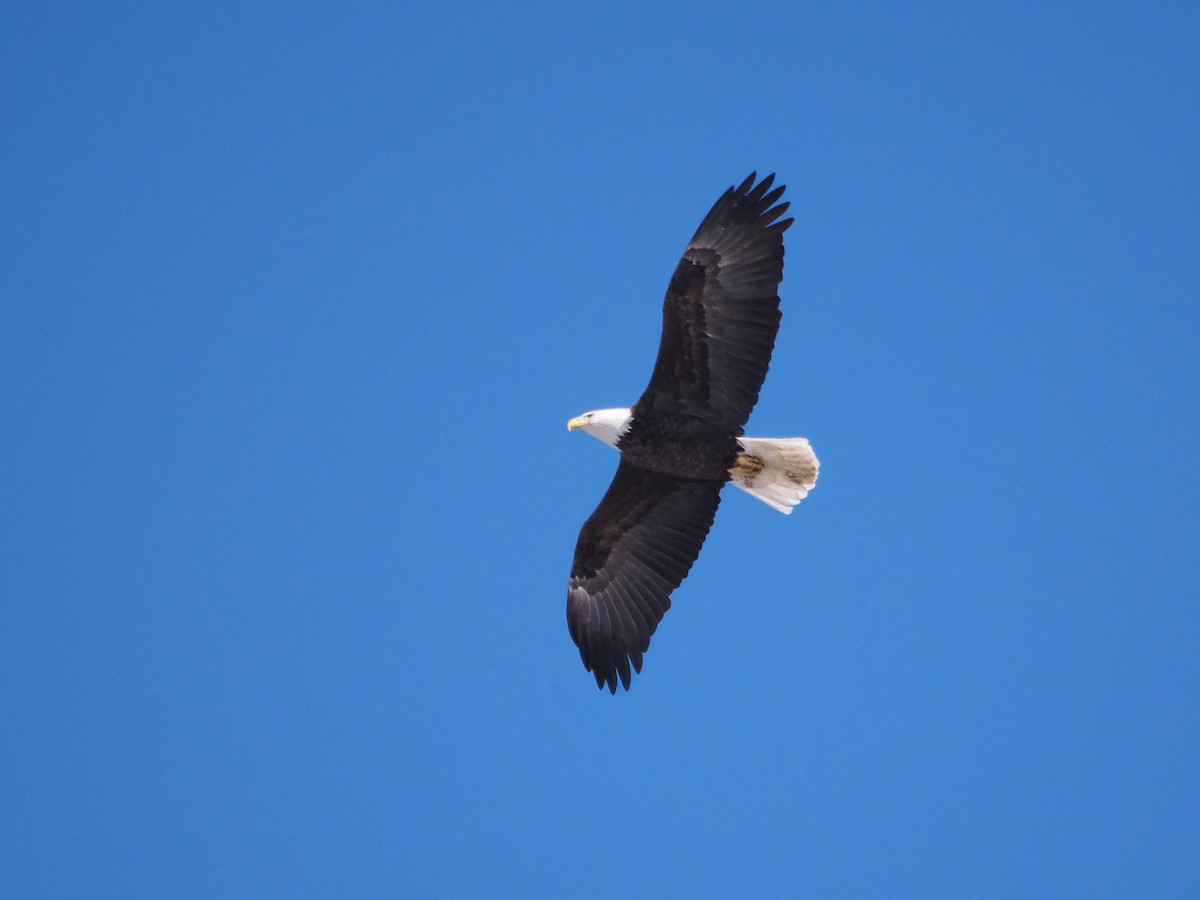 Bald Eagle - Allen Schenck