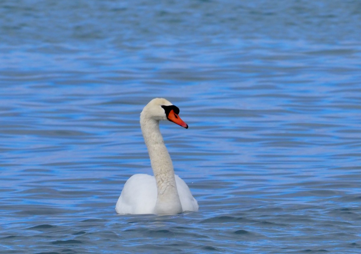 Mute Swan - Bob & Anne-Marie Taylor