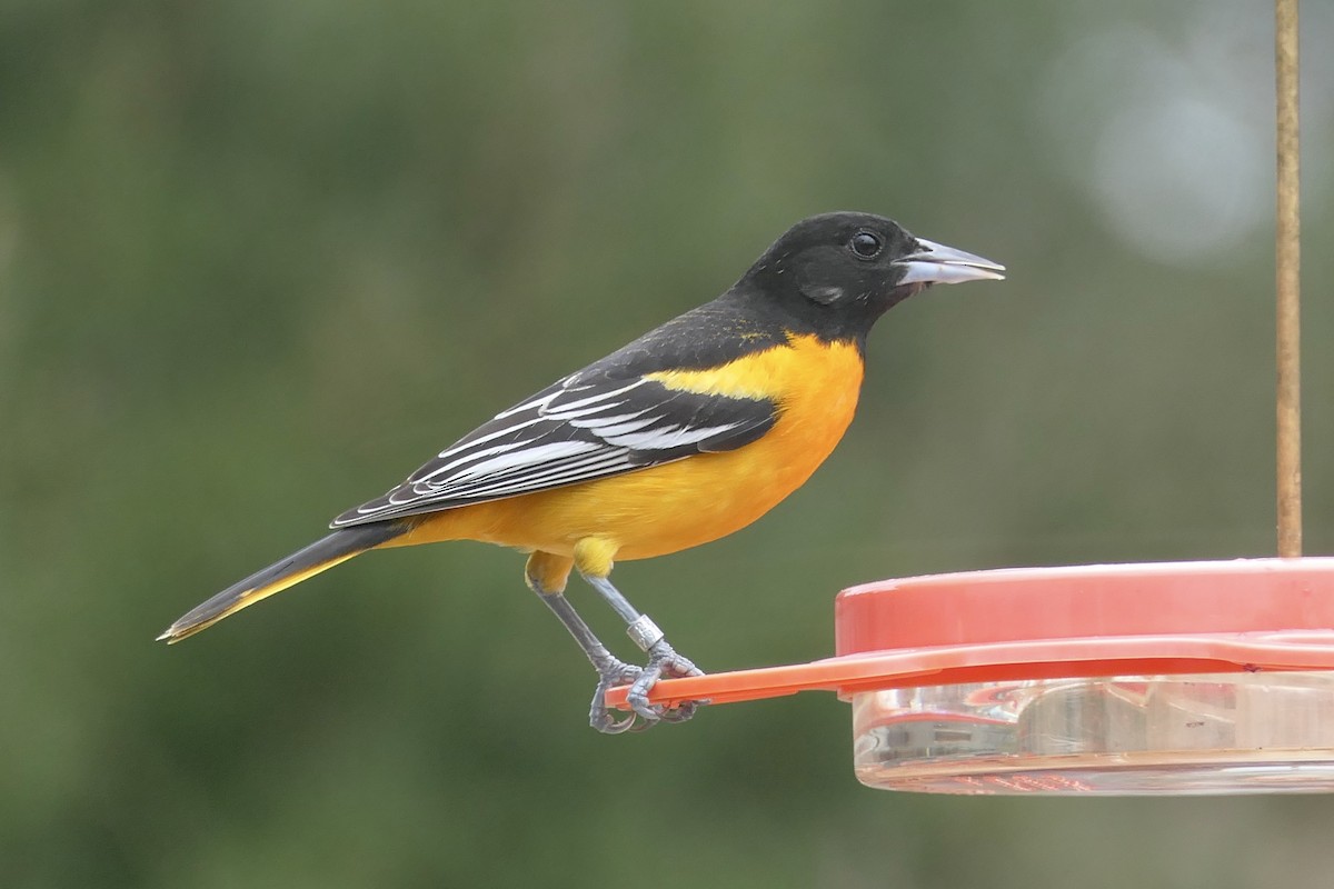 Baltimore Oriole - ML615052136