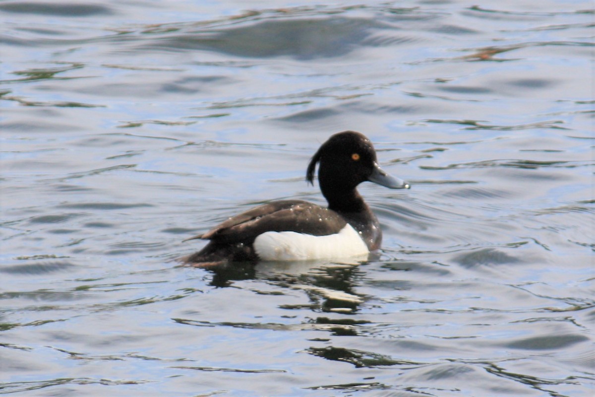 Tufted Duck - ML615052141