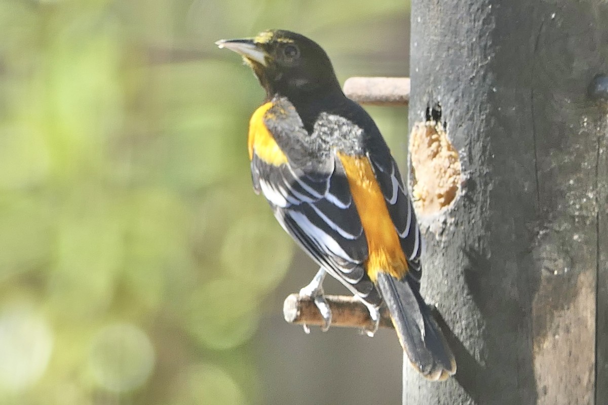 Baltimore Oriole - ML615052176