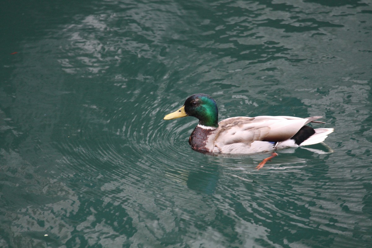 Canard colvert - ML615052280