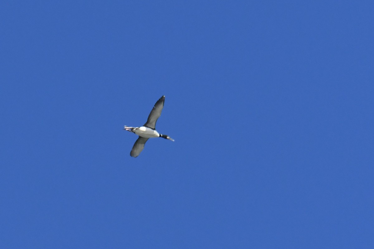 Common Loon - ML615052283