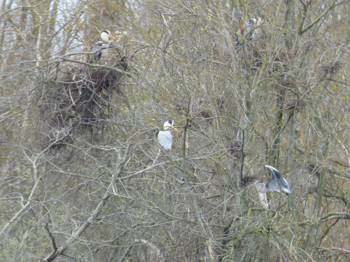 Gray Heron - V Brossart