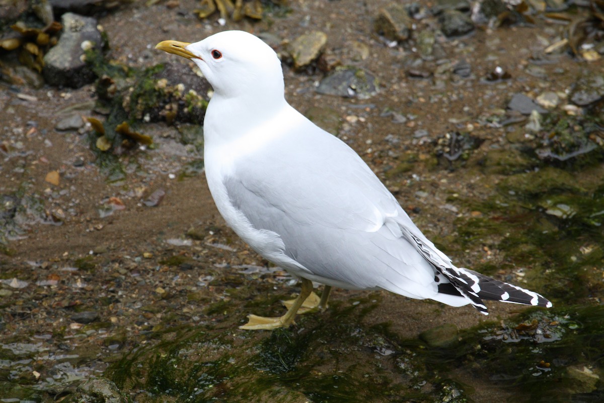 Common Gull - ML615052309