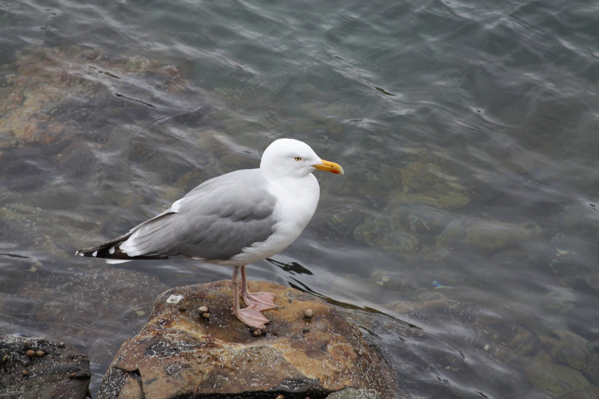 Gaviota Argéntea - ML615052339