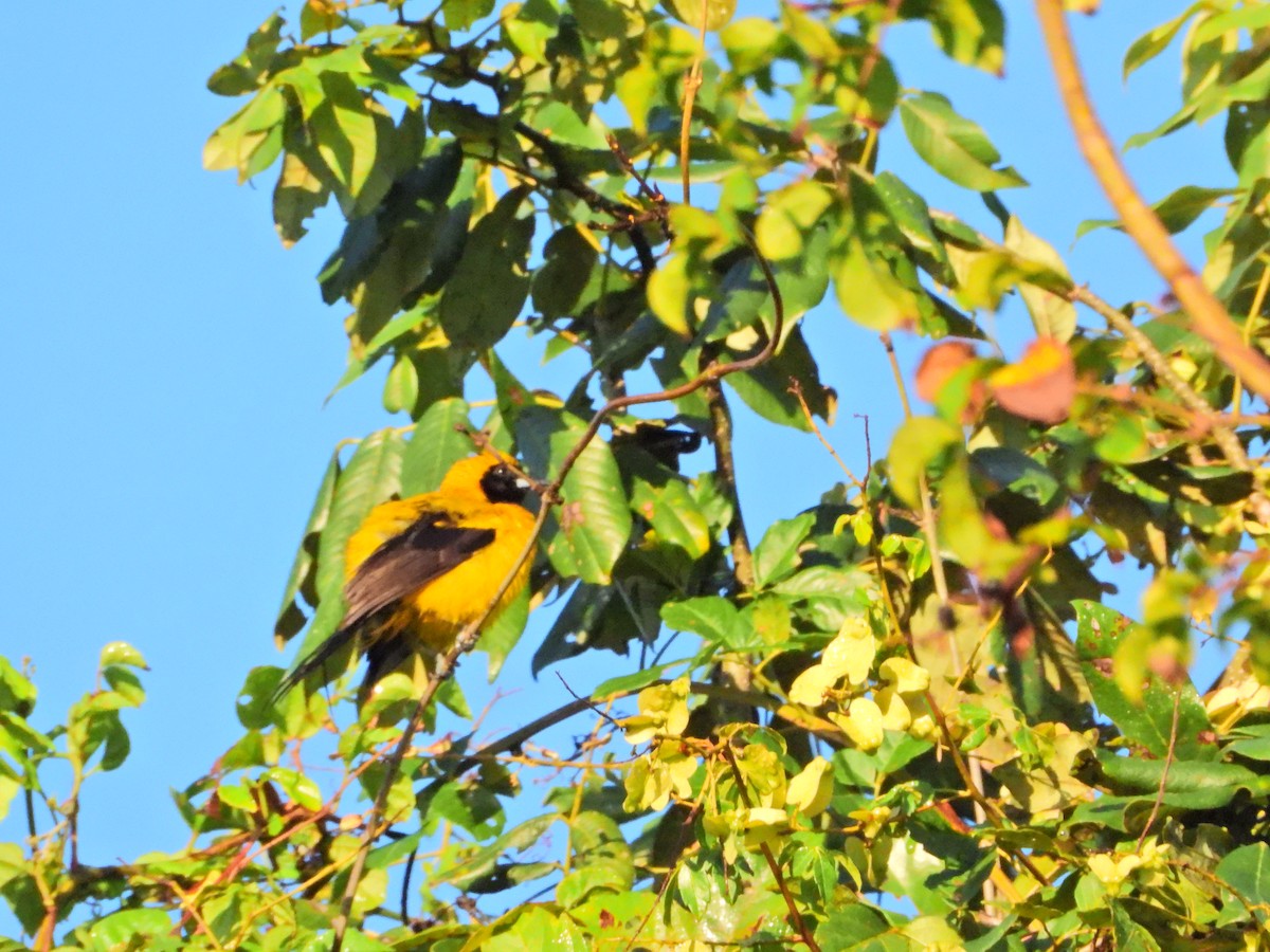 Yellow-backed Oriole - ML615052341