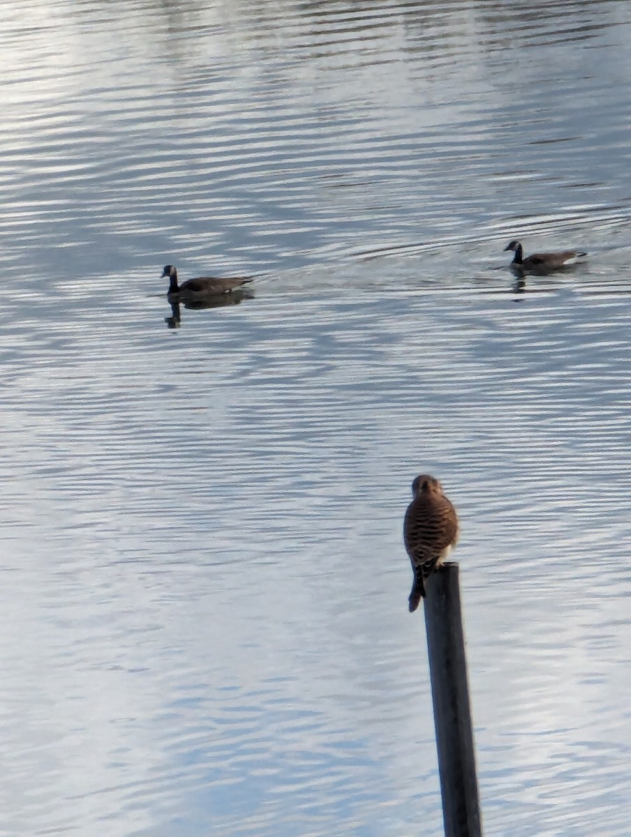 American Kestrel - ML615052370