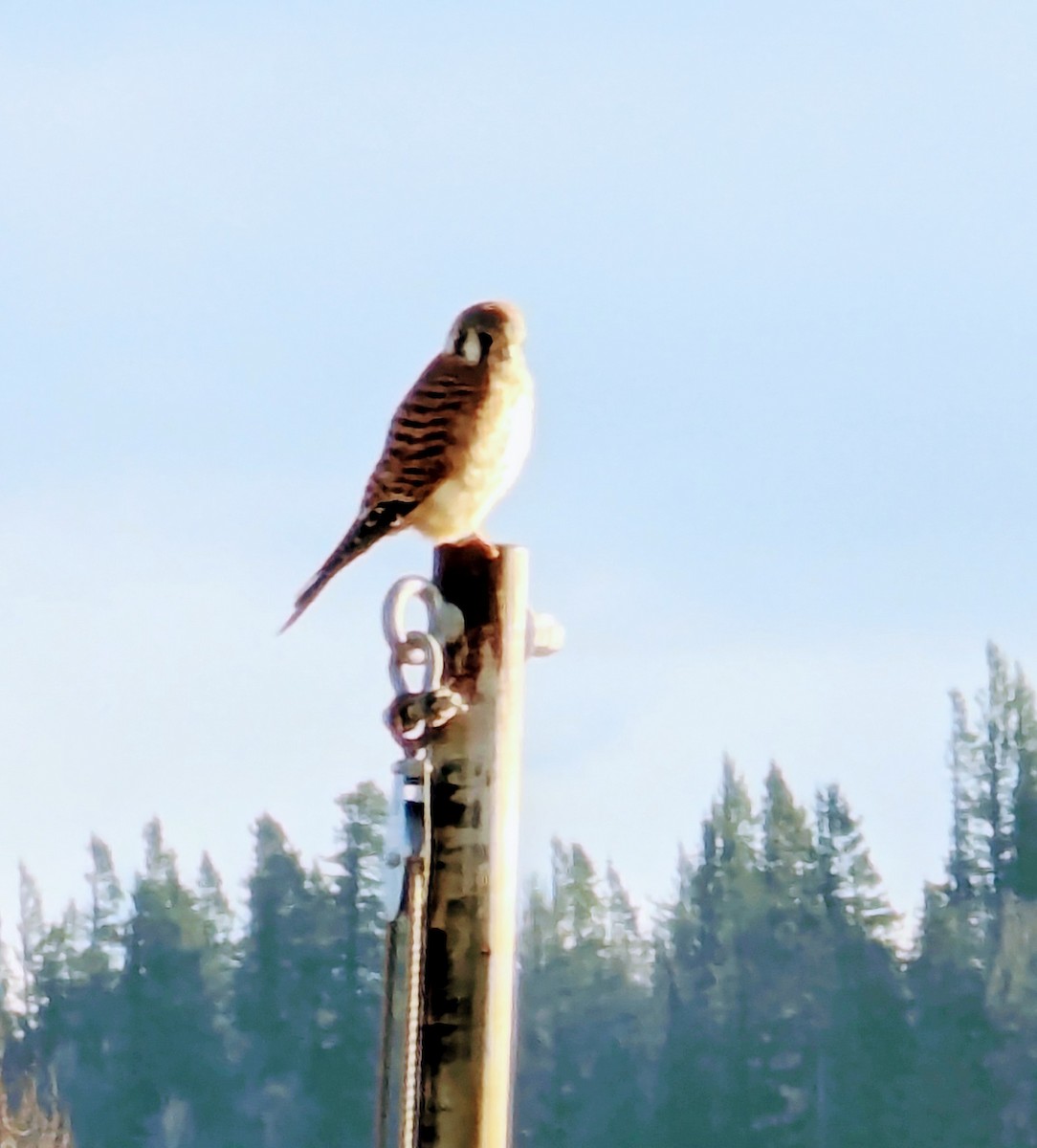 American Kestrel - ML615052373