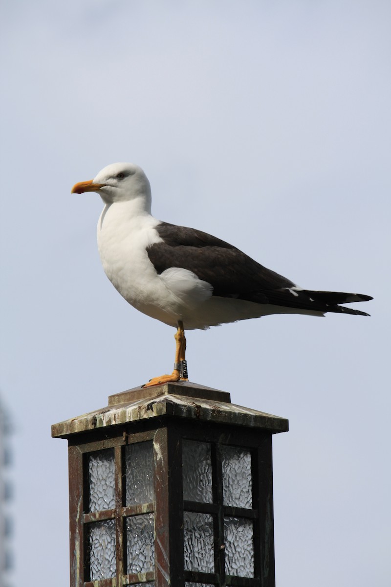 Lesser Black-backed Gull - ML615052381