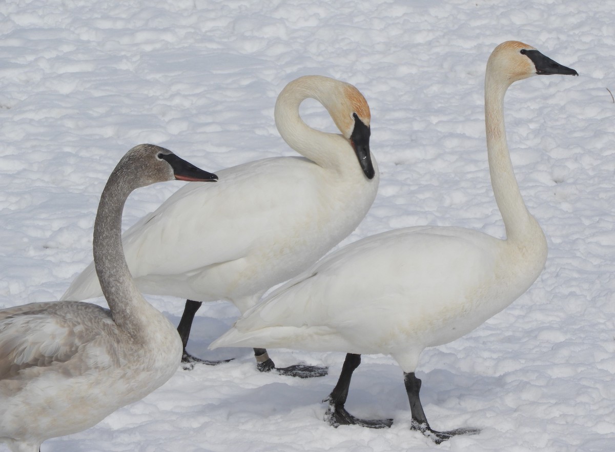 Trumpeter Swan - ML615052383