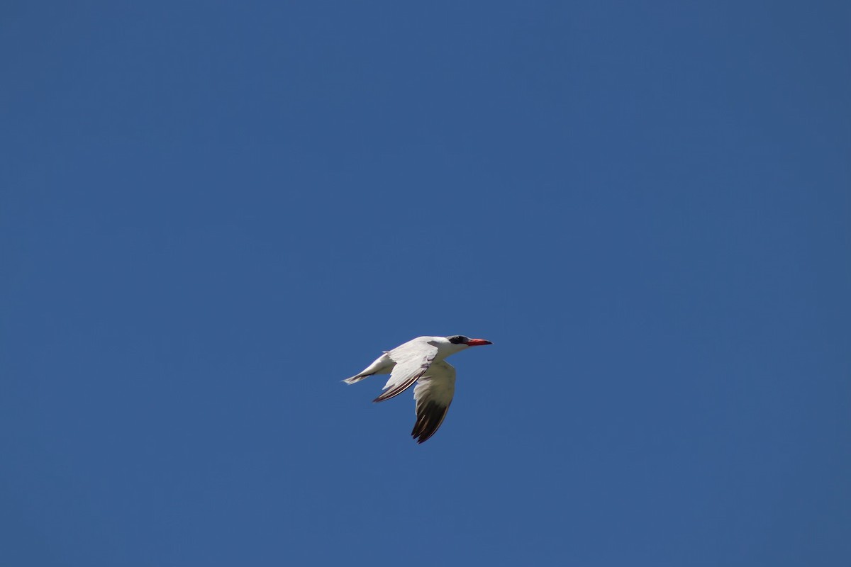 Caspian Tern - ML615052387