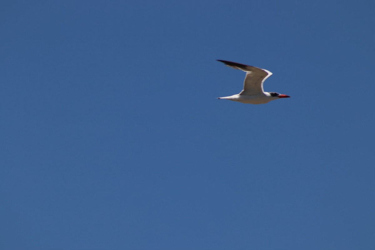 Caspian Tern - ML615052388