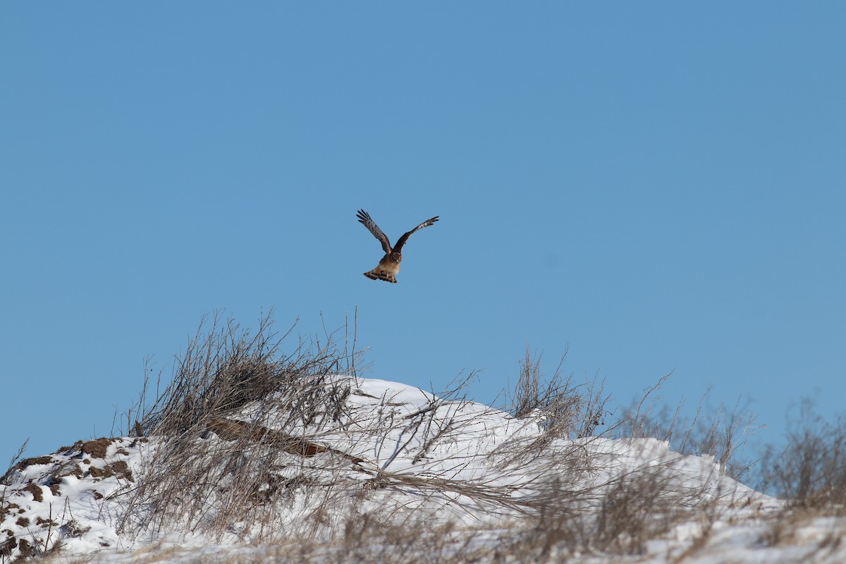 Northern Harrier - ML615052422