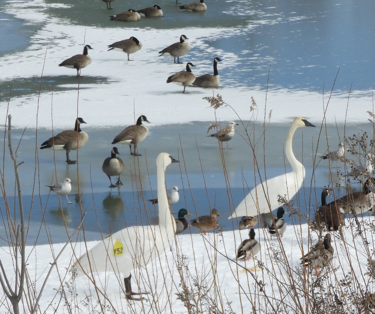 Trumpeter Swan - ML615052447