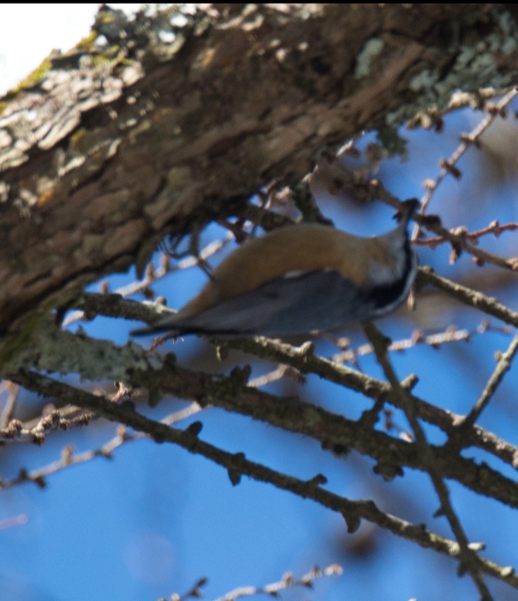 Red-breasted Nuthatch - ML615052469