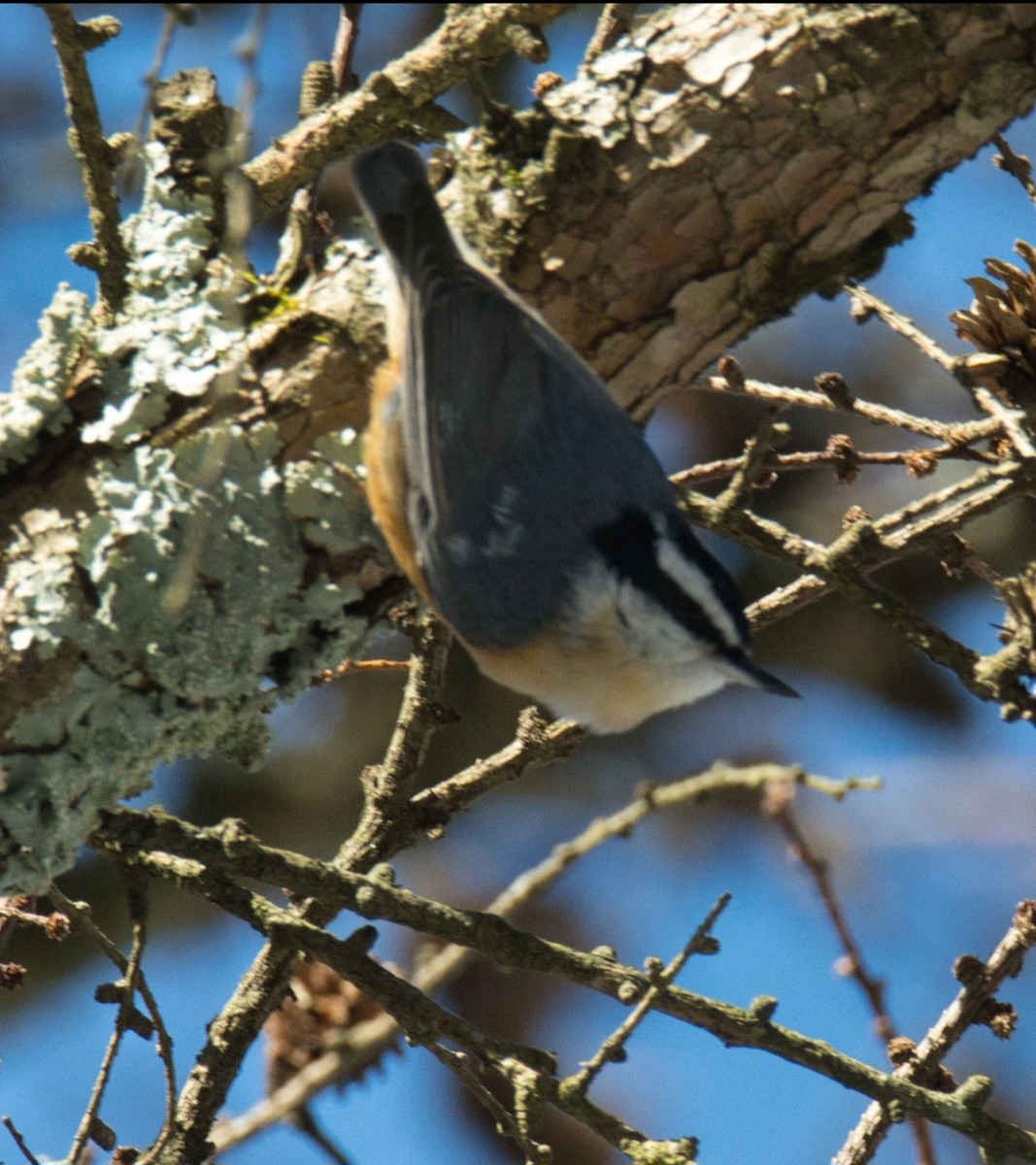 Red-breasted Nuthatch - ML615052470