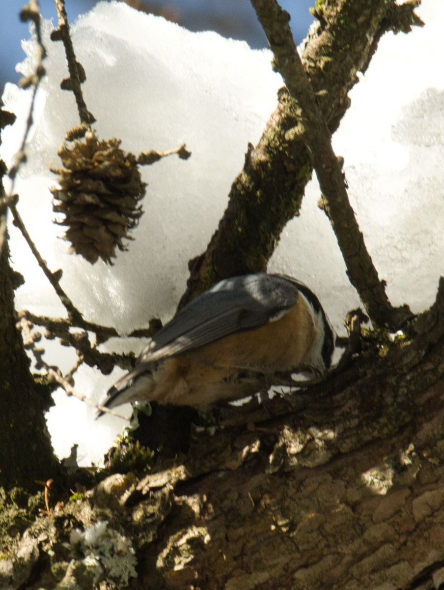 Red-breasted Nuthatch - ML615052471