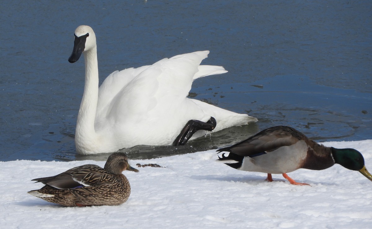 Trumpeter Swan - ML615052486