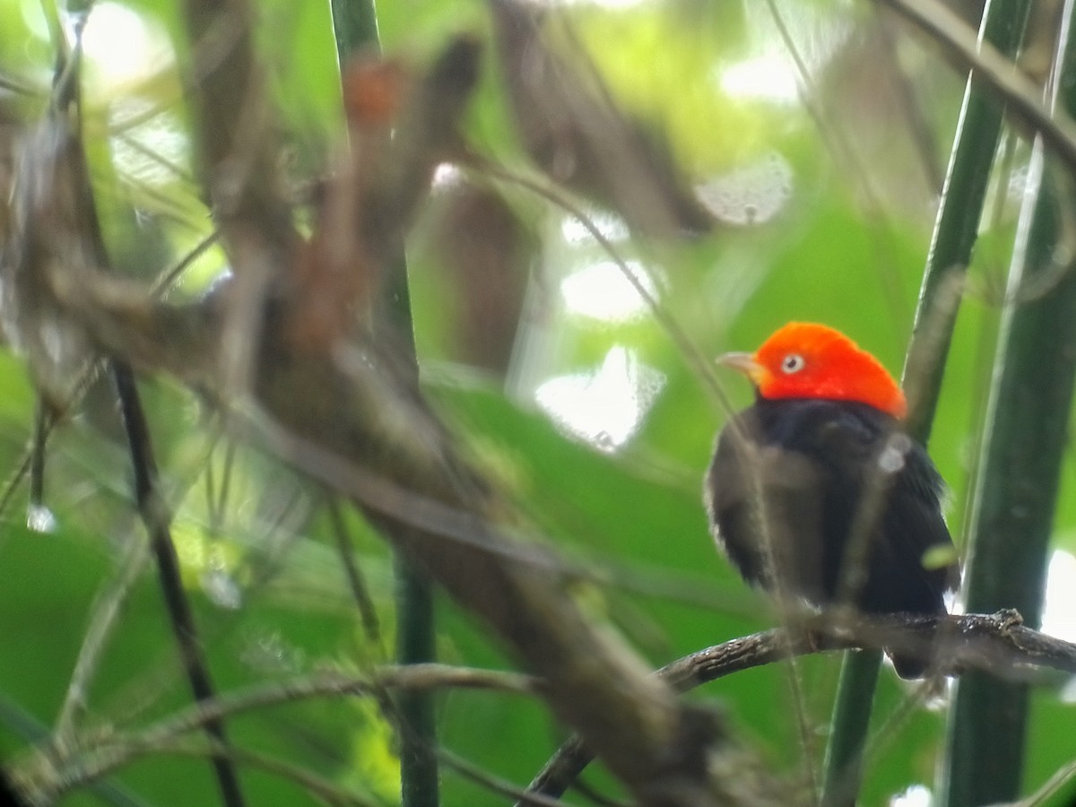 Red-capped Manakin - ML615052620