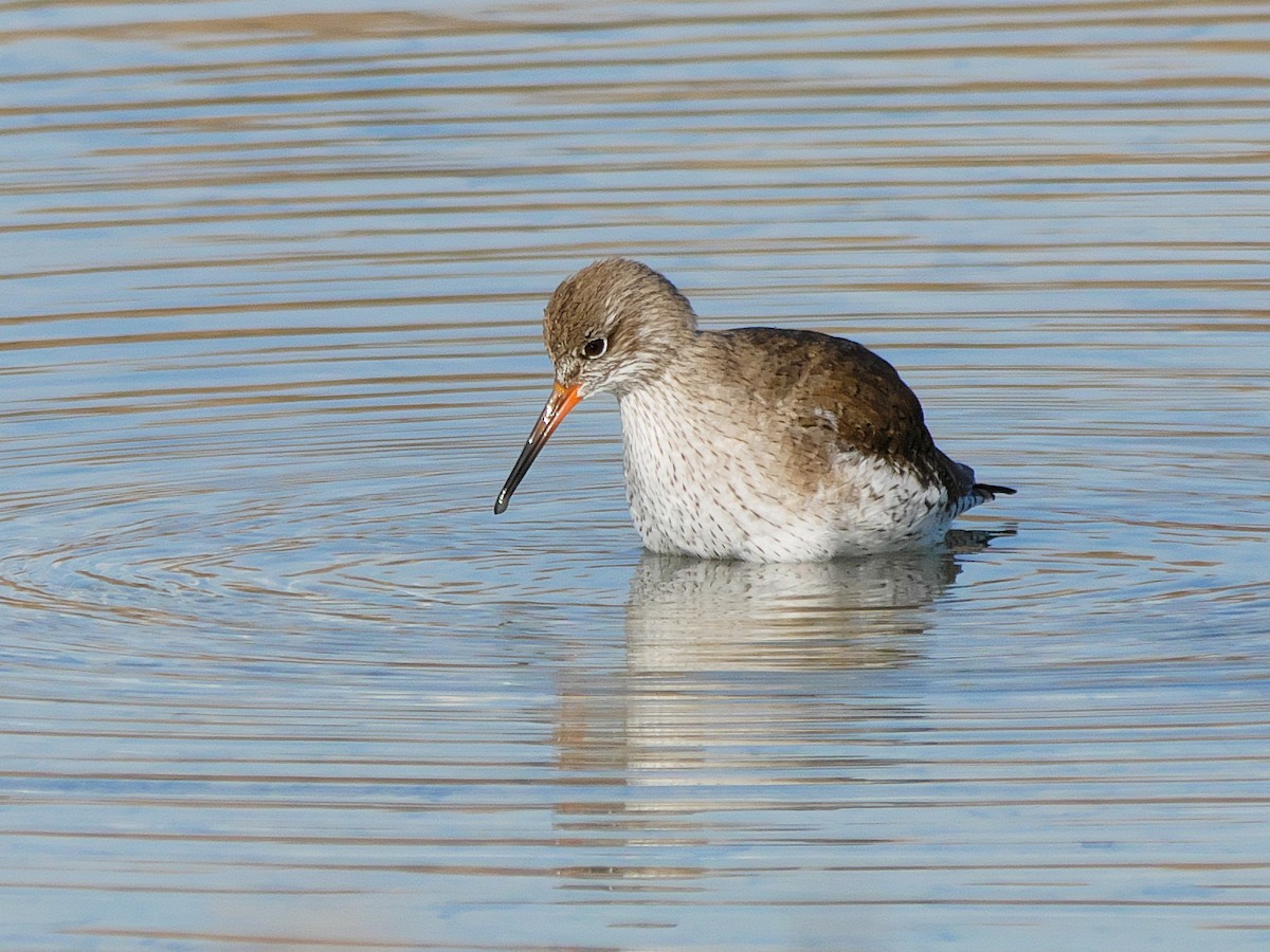 Common Redshank - ML615052641