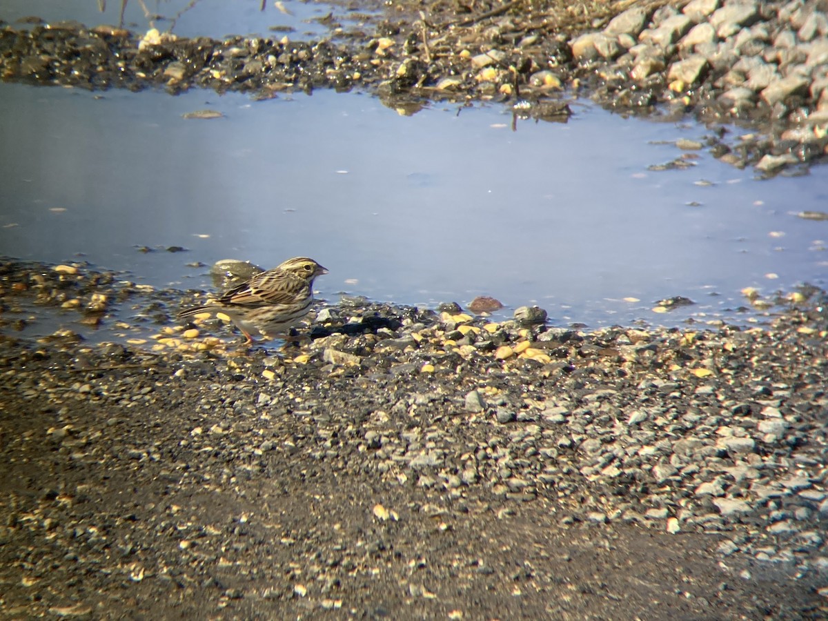 Savannah Sparrow - ML615052660
