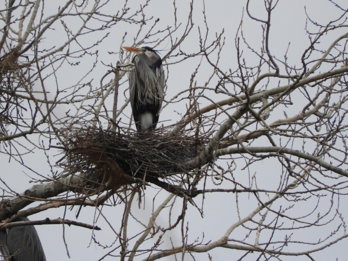 Great Blue Heron - Brant Brumbeloe