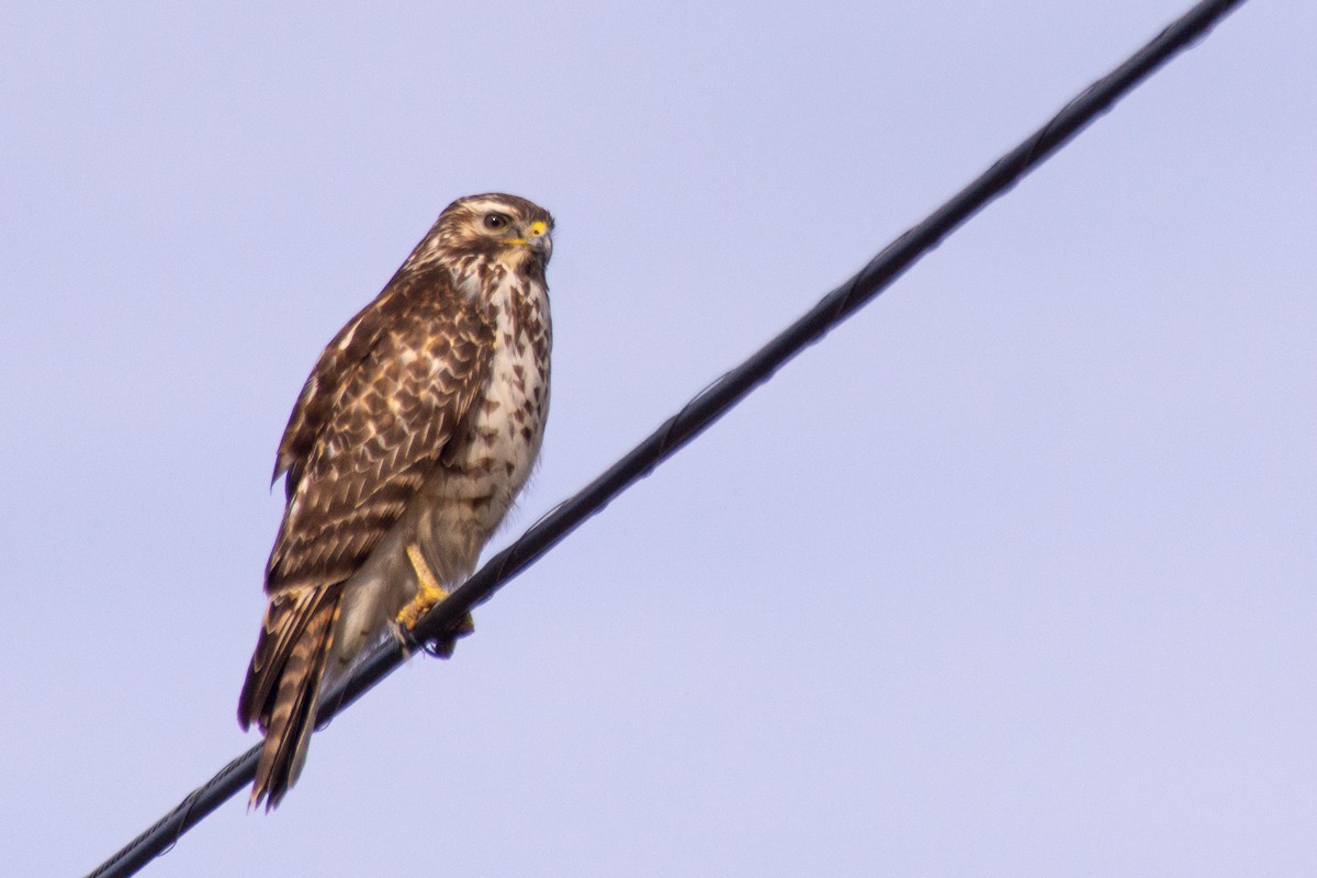 Red-shouldered Hawk - ML615052780