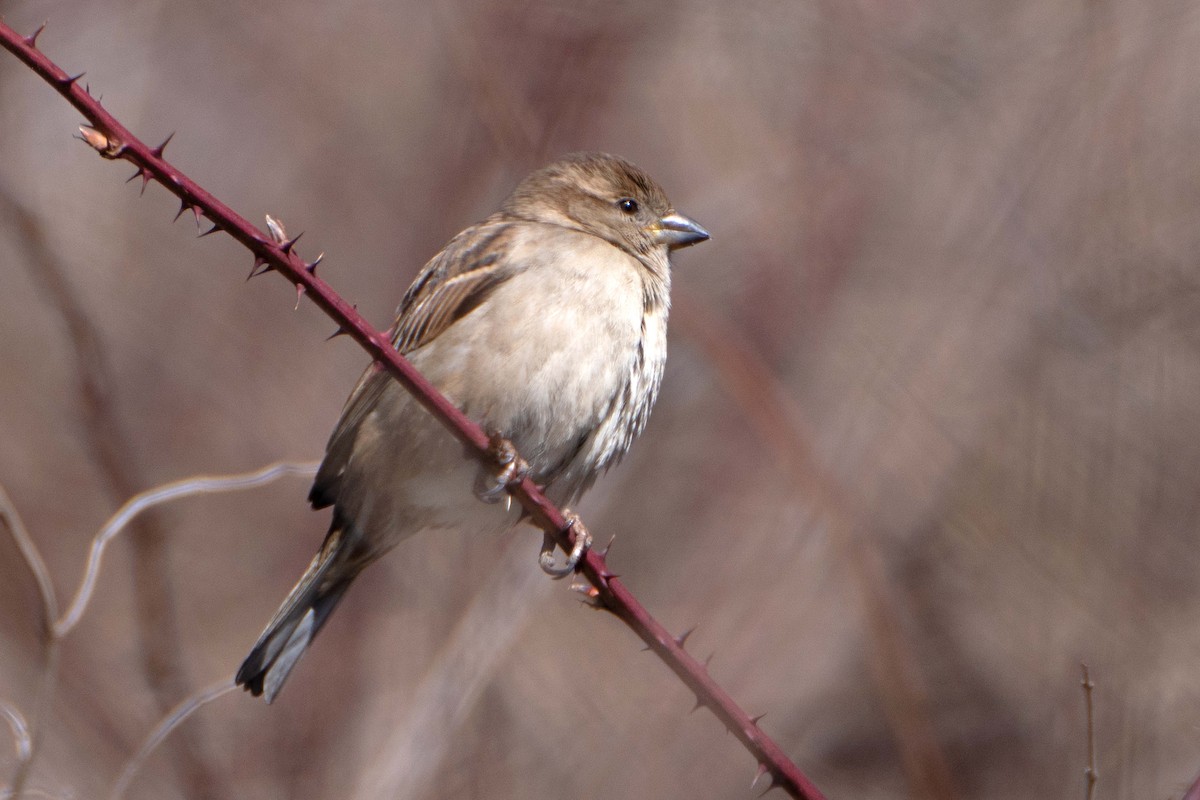 House Sparrow - ML615052783